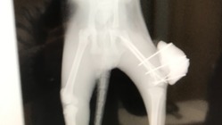 交通事故で骨折していた1100グラムの仔猫の脚を手術して治したい のトップ画像