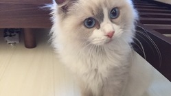 致死率99%FIPと闘うミミちゃんの治療のご支援ご協力のお願いです のトップ画像