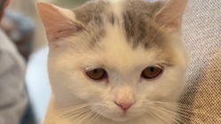 難病FIPの子猫の治療を続けて命を救いたい。 のトップ画像