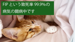 致死率99％FIP発症のティモ、治療費のご支援のお願い のトップ画像