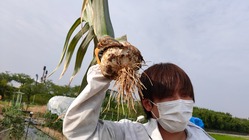 にんにくパワーで活力を！兼業農家の黒にんにくを疲れた人に届けたい！ のトップ画像