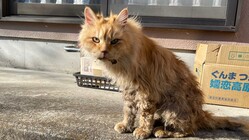 クルスの命を救いたい！全抜歯及び腫瘍切除にご協力をお願いします。 のトップ画像