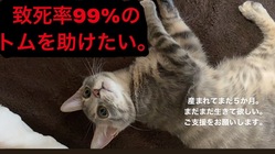 余命わずか、難病FIPを患ってしまったトムを助けてください。 のトップ画像