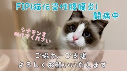 猫伝染性腹膜炎(FIP)治療のご支援、ご協力をお願いいたします。 のトップ画像