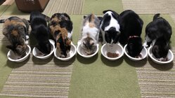 【保護猫カフェあんちゃん】開業前に猫達の居場所を！！ のトップ画像