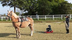 馬車を購入し、障がいの有無や年齢を問わず馬と関わる機会に繋げたい！ のトップ画像
