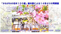 「かながわの名木１００選」　鎌倉の名木６本を１４年ぶり再調査！ のトップ画像