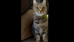 猫エイズ陽性ぽーちゃんを安らかにしてあげる為のご支援をお願いします のトップ画像