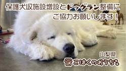 【山梨県】保護犬収施設増設とドッグラン整備にご協力お願いします！ のトップ画像