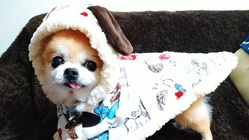 お散歩大好き１０歳のチワワにもう一度自力で歩く喜びを与えたい のトップ画像