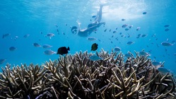 宮古島の海洋資源を観光目線から守っていこう！ のトップ画像