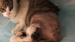 交通事故にあって骨盤骨折した猫ちゃんの医療費ご支援のお願いです！