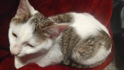 ＦＩＰ（猫伝染性腹膜炎）に罹患した子猫の治療費支援をお願いします のトップ画像