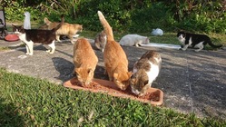 沖縄の野良猫たちに生きる権利を…