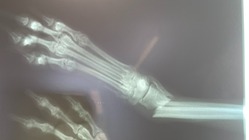 とても運が悪いワンコに愛の手を…。 のトップ画像