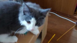 クッキーを救いたい のトップ画像