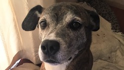 元保護犬ムーンちゃんの足をどうしても治したい のトップ画像