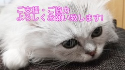 猫伝染性腹膜炎（FIP）マシュの治療費のご支援ご協力のお願いです。 のトップ画像