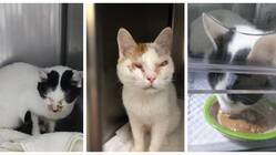 東京都猫多頭崩壊レスキューのご支援のお願い のトップ画像