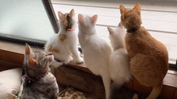 福岡に保護猫活動の支援と情報発信を行う「猫カフェ」を作りたい！ のトップ画像