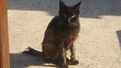 怪我をした猫を保護しました。治療費のご支援、ご協力お願い致します。 のトップ画像