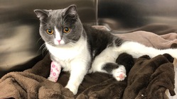 1歳で脊髄リンパ腫になってしまったルナちゃんを長生きさせたい のトップ画像