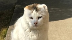 皮膚がんで耳を失った保護猫に検査で長生きしてほしい のトップ画像