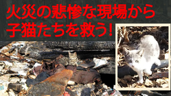 火事で行き場を失った野良猫たちを救いたい[第二弾] のトップ画像