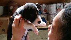 闘犬気質な保護犬の活躍の場を作りたい！in北九州 のトップ画像