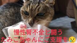 足を怪我した慢性腎不全の保護猫たみこちゃんにご支援をお願いします のトップ画像