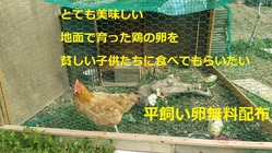 幸せの黄色いパラソルとコッコの卵運動（卵無料配布） のトップ画像