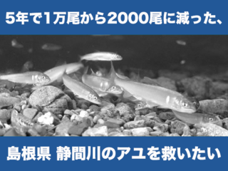 5年で生息数が1/5になった島根のアユが生きれる魚道を作ります！