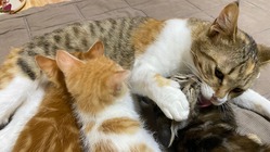 殺処分ゼロ！持続可能な保護猫活動のモデルケースを全国に広げたい！ のトップ画像