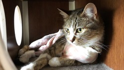 【横隔膜ヘルニアと骨盤骨折】保護猫の手術・治療費のご支援を！