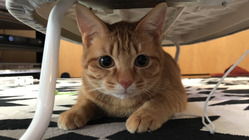 リンパ腫と闘う保護猫オリバーの治療のため助けてください！ のトップ画像