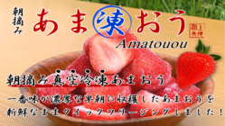 新商品お試し【新鮮なままの冷凍あまおう】収穫したその日に真空冷凍！ のトップ画像