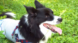 【肛門嚢腺癌】コリー♂(9)に抗がん剤治療のご支援をお願いします。 のトップ画像