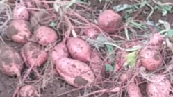 しっとり甘い！種子島産安納芋づくりの存続を確立したい のトップ画像