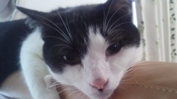 FIP(猫伝染性腹膜炎）の治療費のご支援ご協力をどうかお願いします のトップ画像