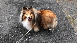 ラッキー6歳を助けて！骨のガン余命3ヶ月手術不可能治療費を助けて！ のトップ画像