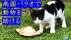 南国パラオで動物を助ける のトップ画像