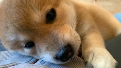 犬の亡くなる命を守るため飼育の施設環境を整備したい のトップ画像