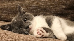 致死率の高い難病FIPを発症した子猫をどうか助けてください。 のトップ画像