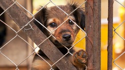 コロナ禍や高齢者社会で、保護されるペットの命を救うマッチングサイト のトップ画像