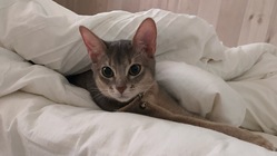 小さな命を未来に繋げたい〜FIP(猫伝染性腹膜炎)を患った愛猫 のトップ画像