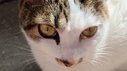 FIPになったちびちゃんを助けて下さい。 のトップ画像