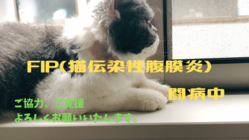 FIP (猫伝染性腹膜炎) 治療継続のため、力をお貸しください！ のトップ画像