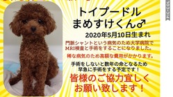 トイプードルのまめすけくんを門脈シャントから助けてください！！ のトップ画像