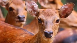 香取の鹿を護りたい のトップ画像