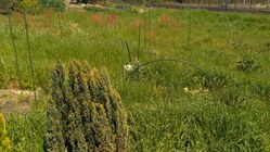 【支援をお願いします】脳脊髄液漏出症でも自然農法の畑を続けたい！ のトップ画像